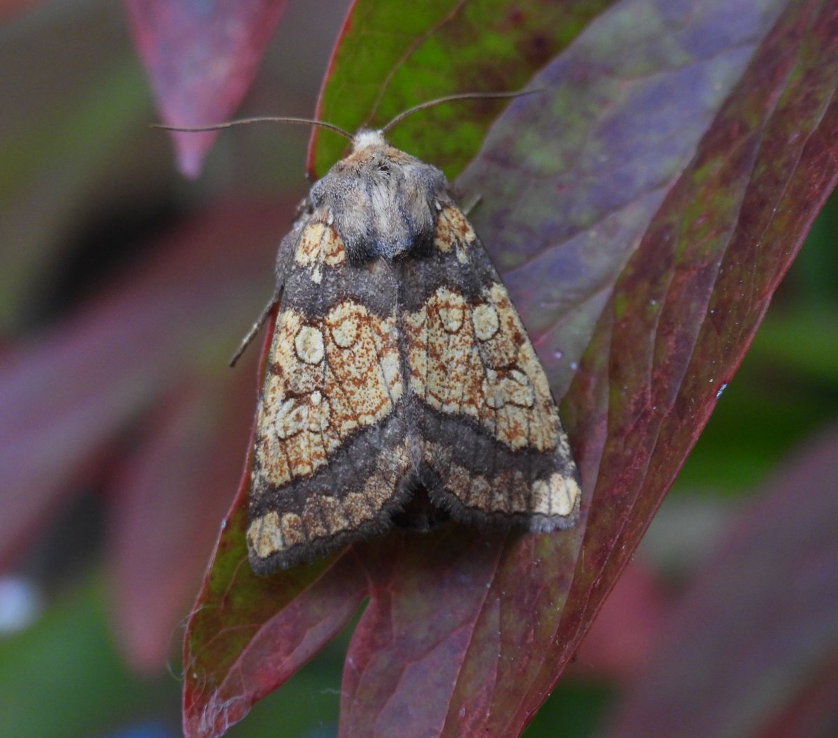 Frosted Orange was a new moth for the garden last night