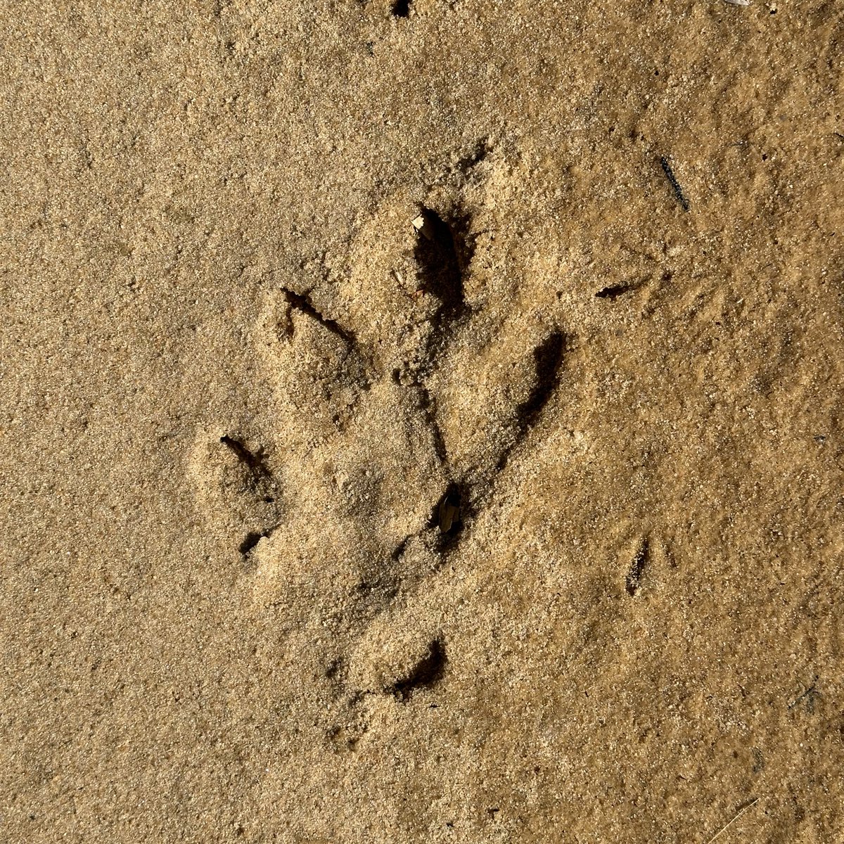 Our time in the #Cerrado was about more than research, it was also about soaking in the beauty and diversity of this unique biome🌞🐆🌿 #biodiversity #NatureBeautiful