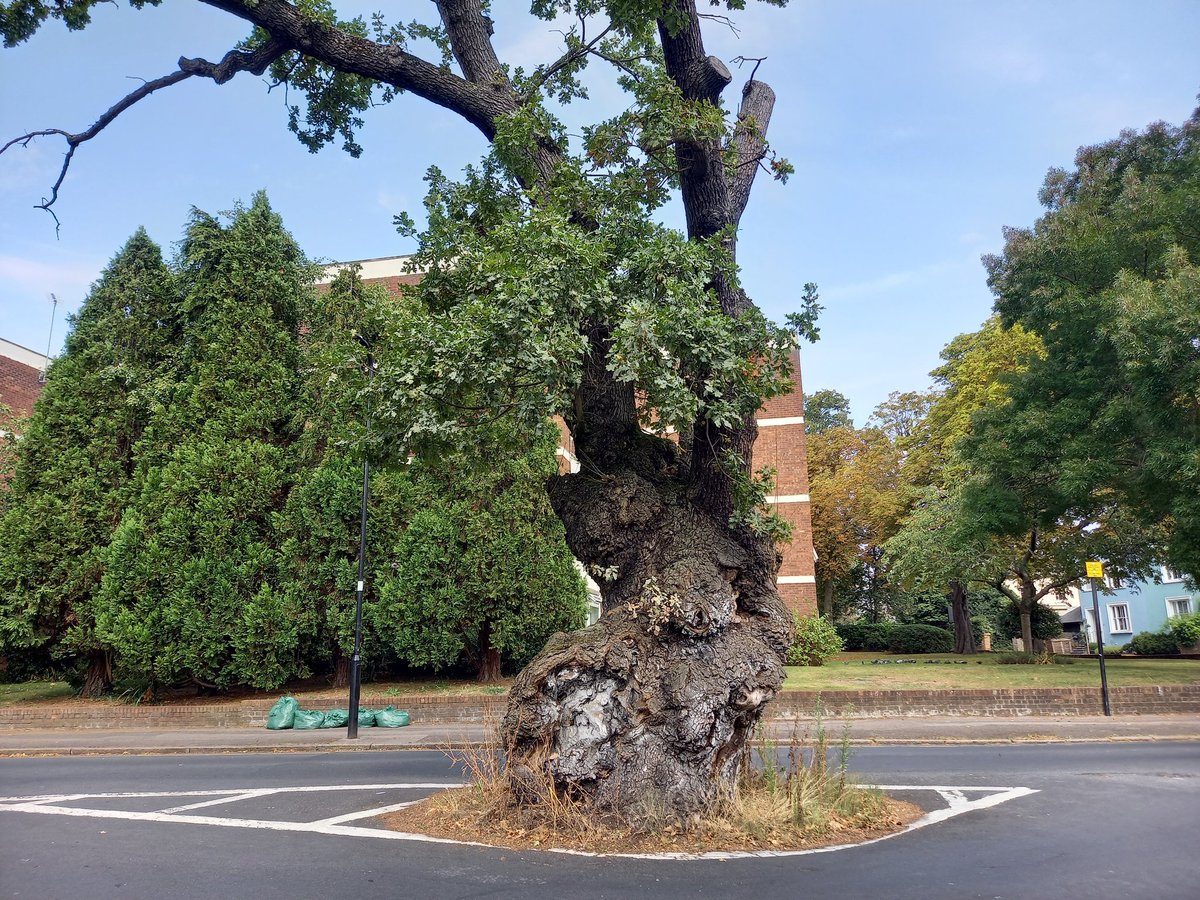 jopackaj's tweet image. The #ElephantTree looking rather tired of life or the elephant bones are too much to cope with? 🤔
Although Paul Wood @TheStreetTree neatly debunked the story as an urban myth, the impression of the ill fated elephant stayed with us through the #treewalk expertly guided by Paul🌳