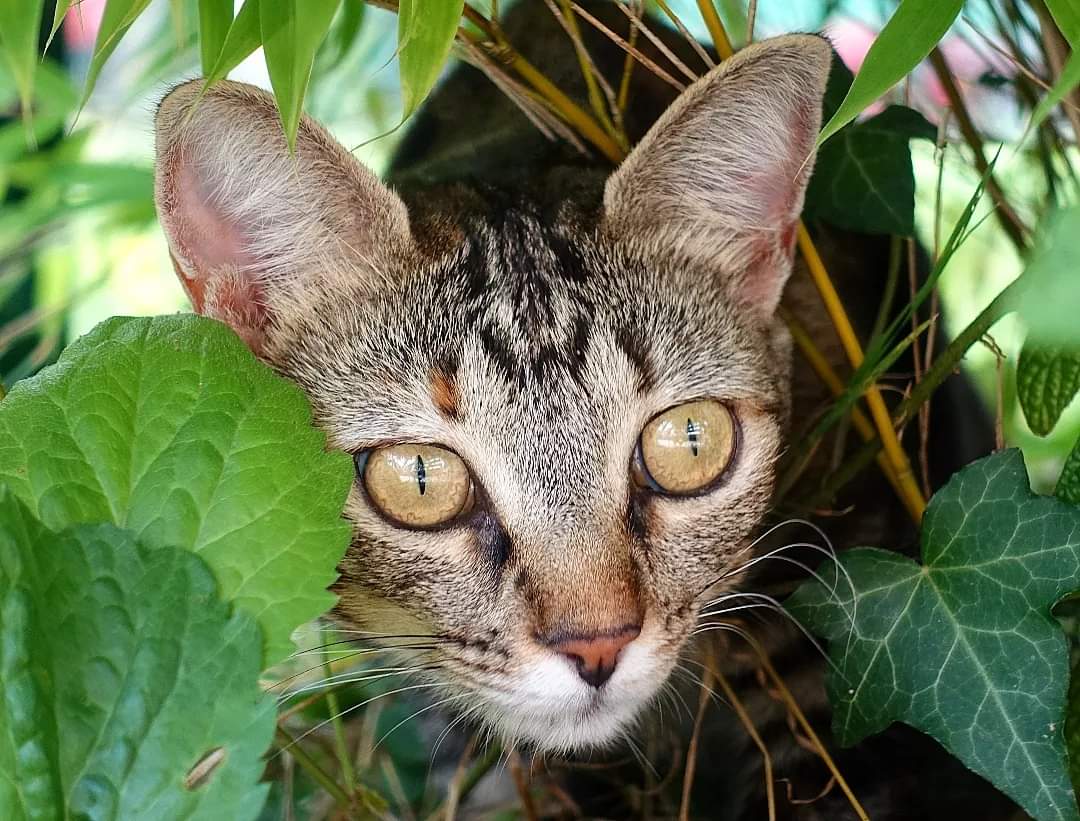 Nur zur Tier-Beobachtung #reisen Gruber und Finn in meinem #Roman "Die #Pandajäger" nicht nach #China. Links zum #Buch u. #eBook 👉 hmm-info.de/e-books/die-pa…

#Lesetipp #Abenteuer #Action #Thriller #Buchtipp #Spannung #Autor #heinermic #author #lesenswert #Lesen #Panda 🐼 #Pandas