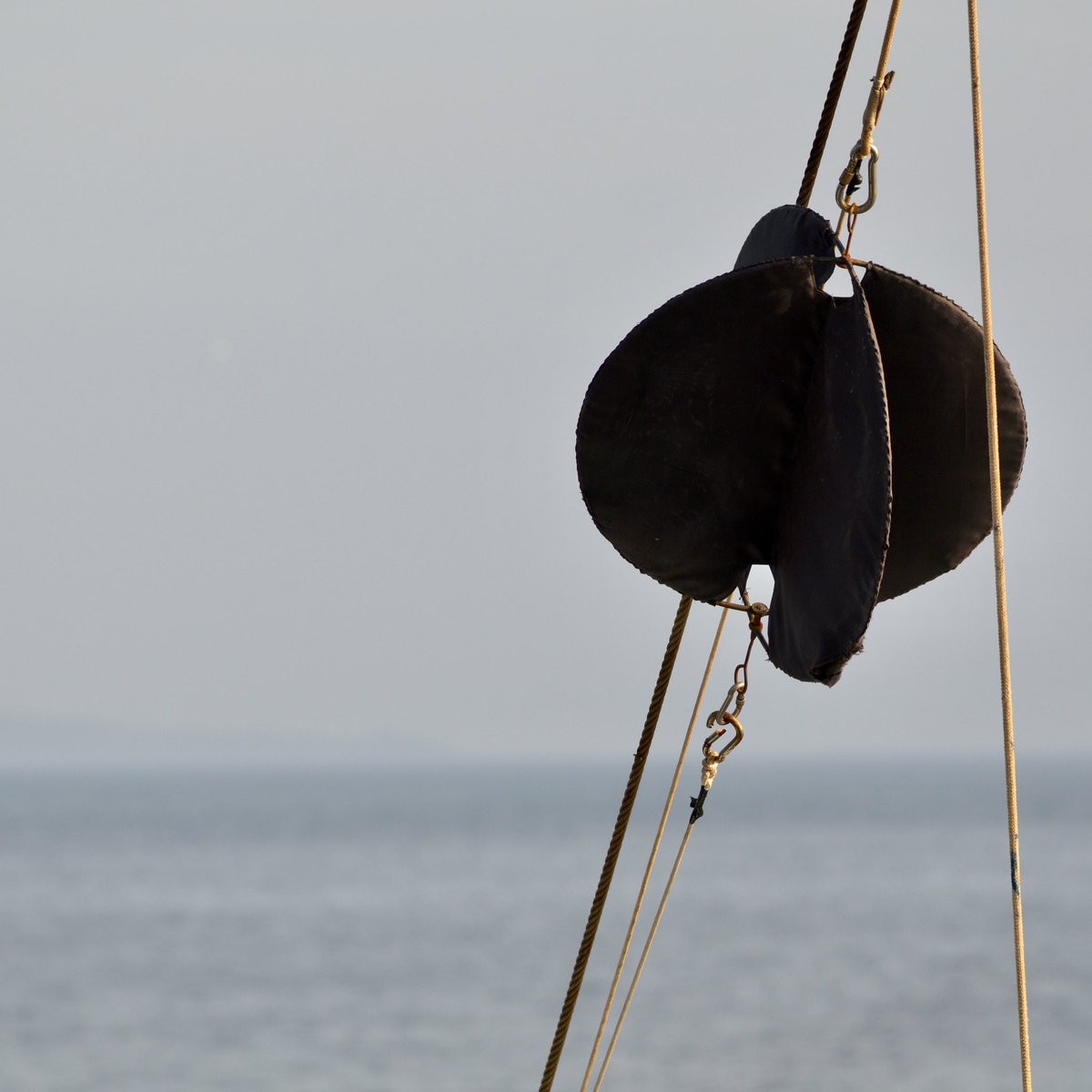 O Fanequeiro tweet media