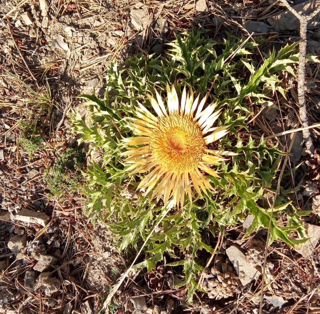 Eguzkilore o flor del sol. En estas fechas adornan los prados del Pirineo. Antiguamente, símbolo protector en las casas contra los maleficios de las brujas.