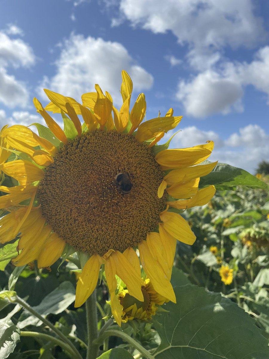GerryHectic's tweet image. #SundaySunflowers last week nr #Blandford #Dorset