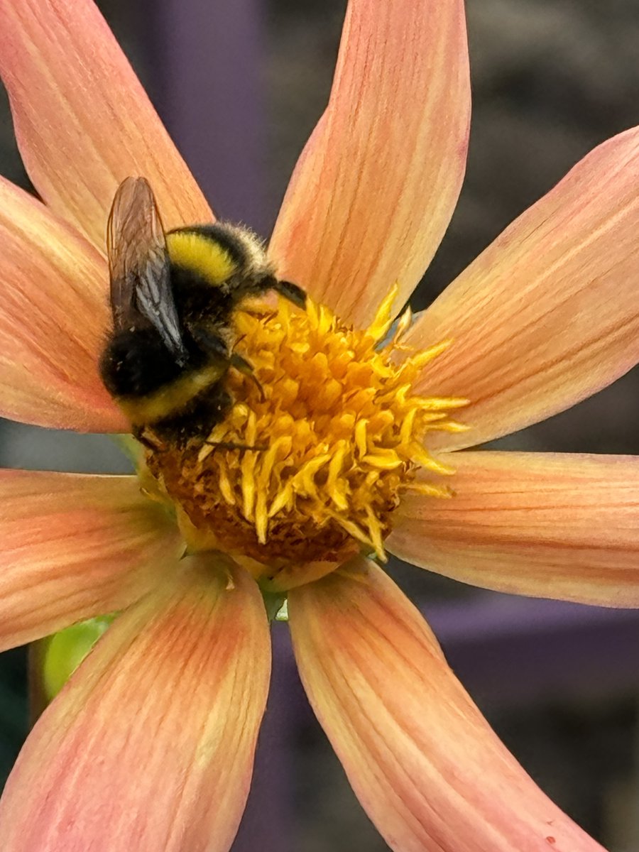 Blairgowrie & Rattray Development Trust tweet media