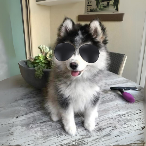 caneonsol tweet media