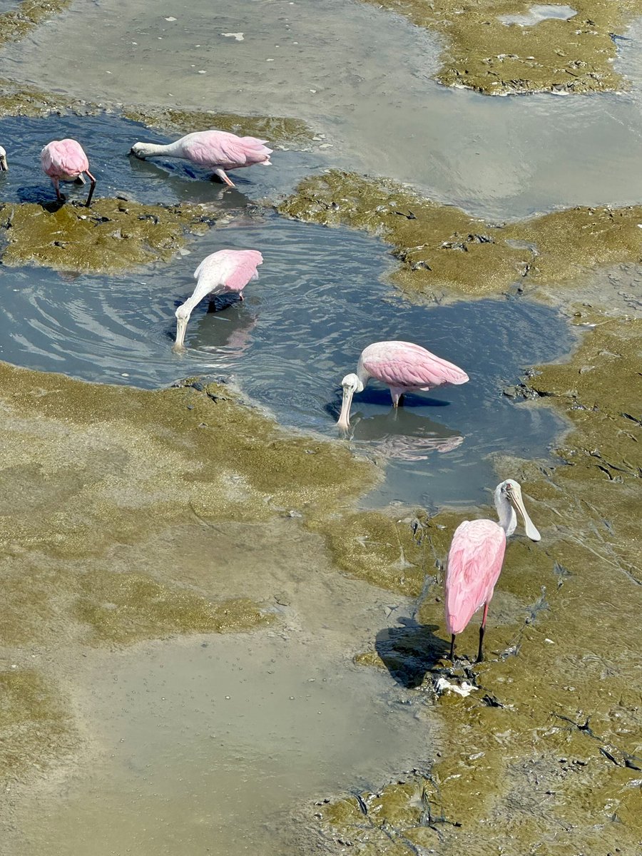 gOnzOd0g's tweet image. Found the #PinkSpoonbill that have recently migrated to #huntingisland from South America!!!! Such interesting and beautiful birds!!!!!
