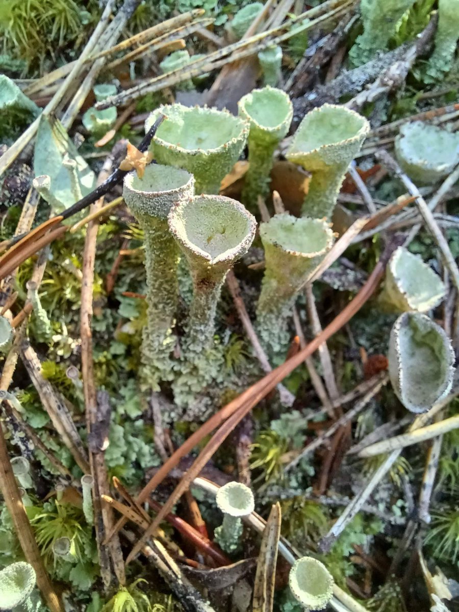 VischLa's tweet photo. In Sweden, we also visited the Kleva mine. If youโre in the neighborhood, itโs a very interesting one to visit. Near the entrance, I found these lovely Cladonia chlorophaea or pixie cup lichen. Each stalk is about 4 cm tall ๐
#Lichen #CladoniaChlorophaea #PixieCupLichen https://t.co/UKuxGphUSd