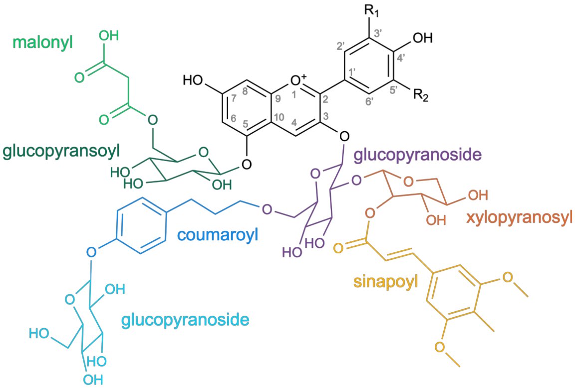 Anthocyanins fulfill diverse physiological and ecological roles, aiding in plant stress response and reproduction #FlavonoidFriday 
(details: doi.org/10.20944/prepr… &amp; lnk.tu-bs.de/i5mRDs)