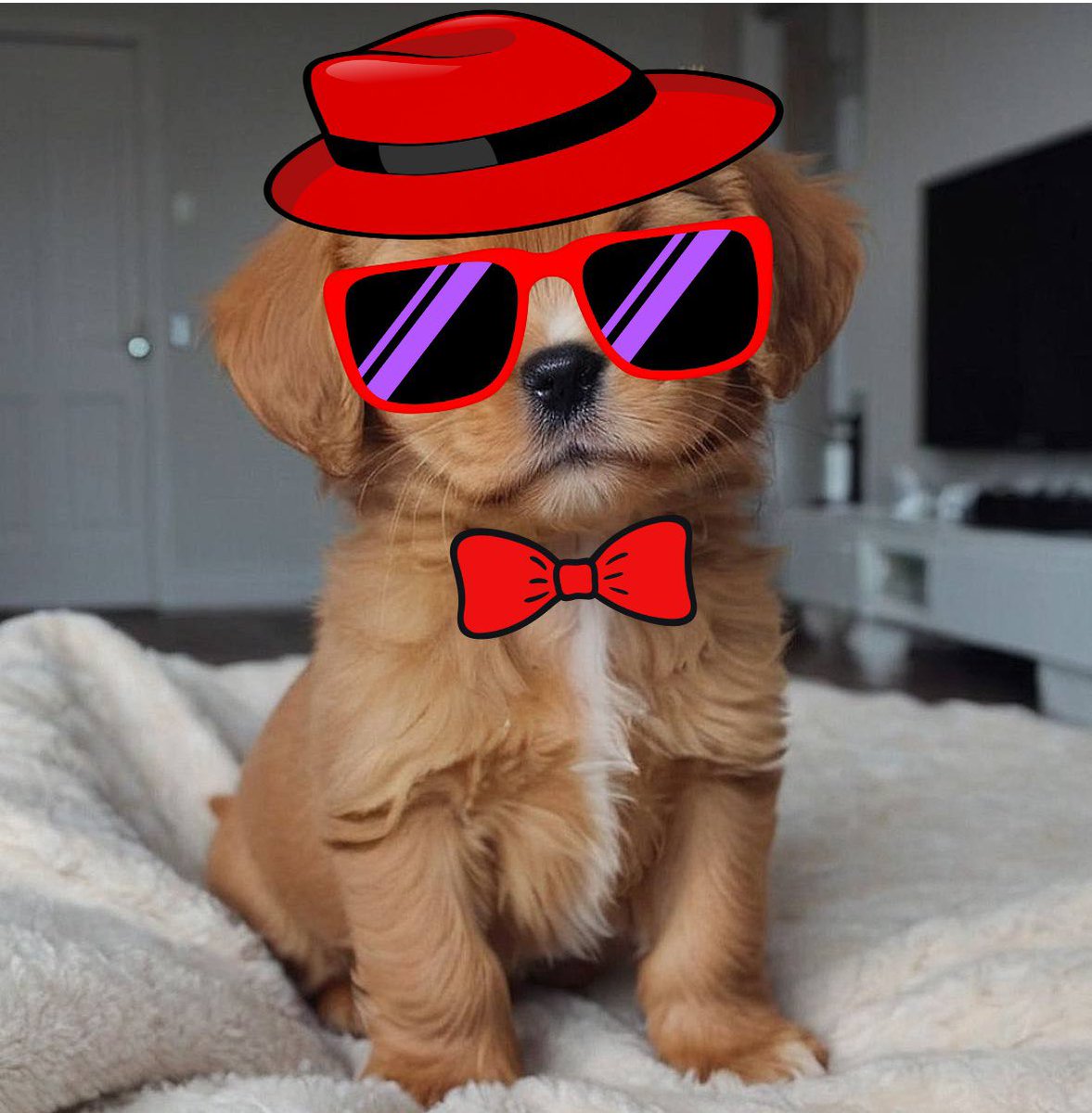 <a href="/patty_fi/">PattyIce</a> The most adorable 

$TOMMY