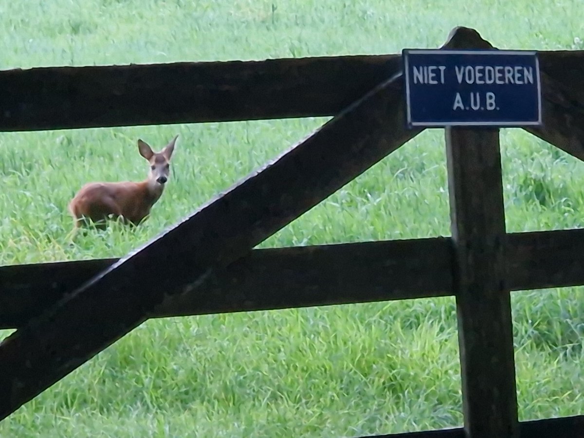 Jeroen Kamer (@jeroenkamer) on Twitter photo 