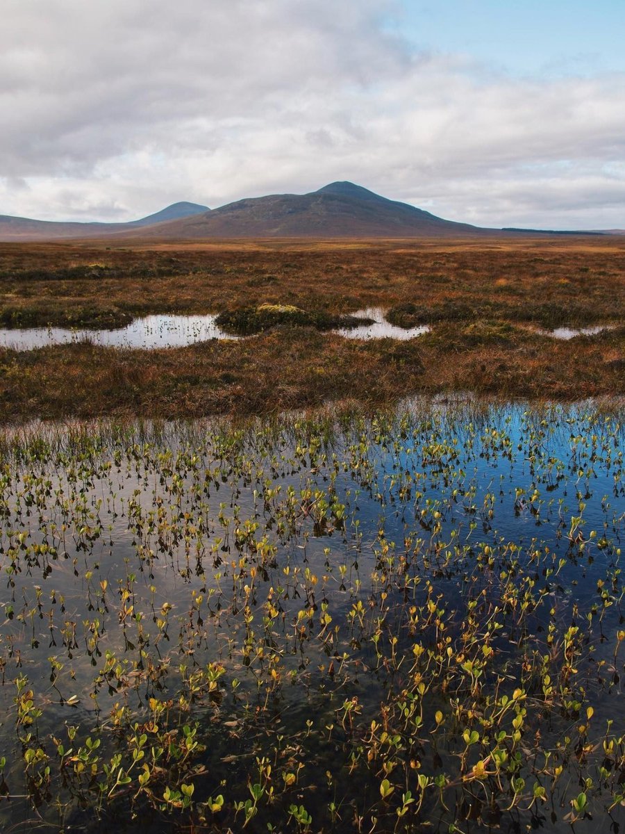 VisitScotland's tweet photo. Bringing you this bonnie snap of #Scotland's newest #UNESCO World Heritage Site! 😍 This large area of peat bog covers much of Caithness and Sutherland in the Highlands and is known as @TheFlowCountry 💙

📍 @RSPBScotland Forsinard Flows Nature Reserve
📷 IG/wild.devs https://t.co/v6Nl4CTHxW