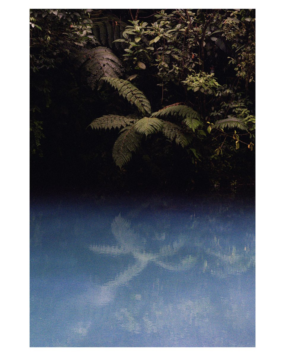 Emeric_gf's tweet photo. Jungle 02 🌿 https://t.co/iTz7LcQLUY