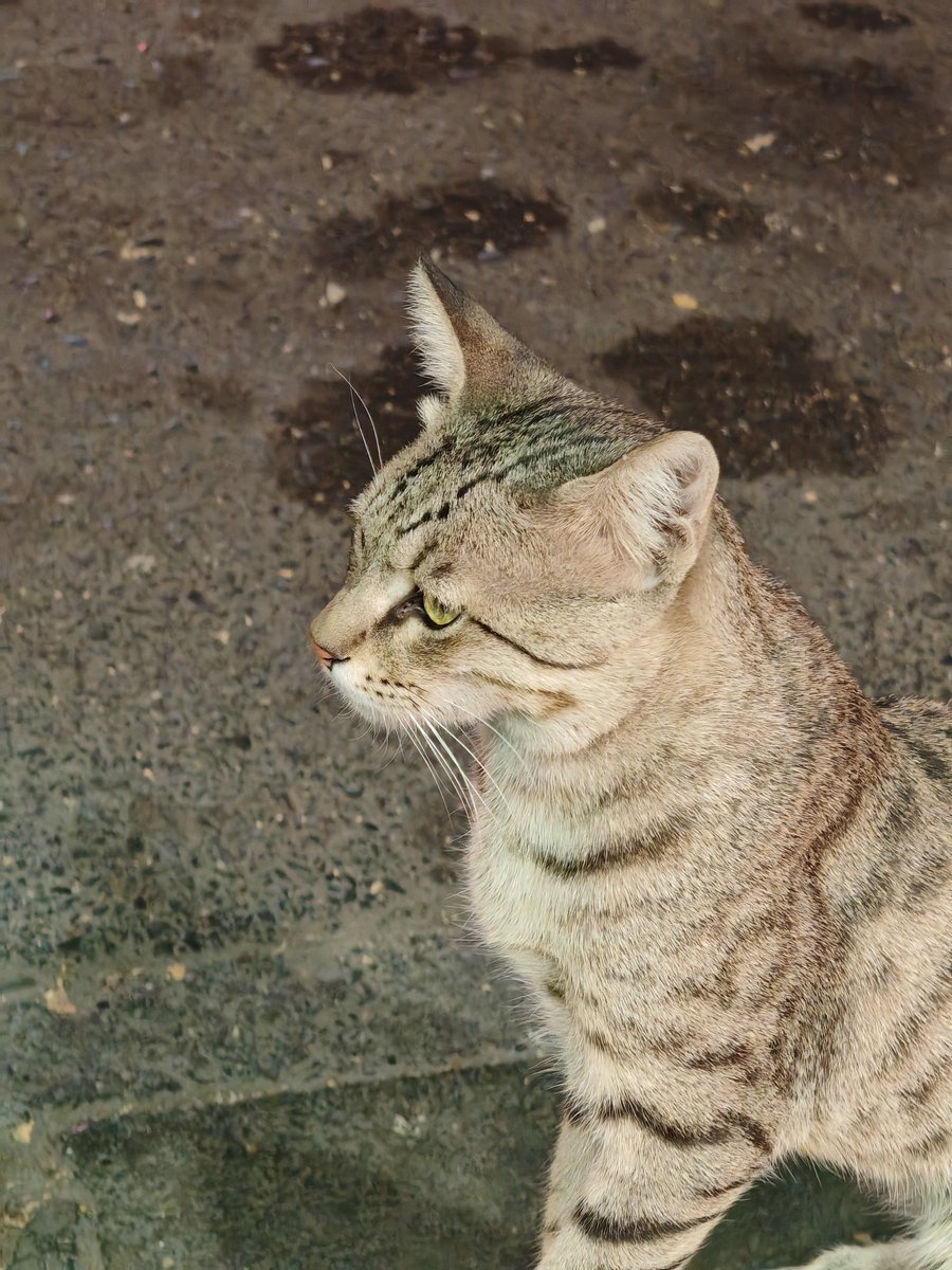 miladkord_'s tweet image. 5X Digital Zoom - Low Light
#Magic6Pro