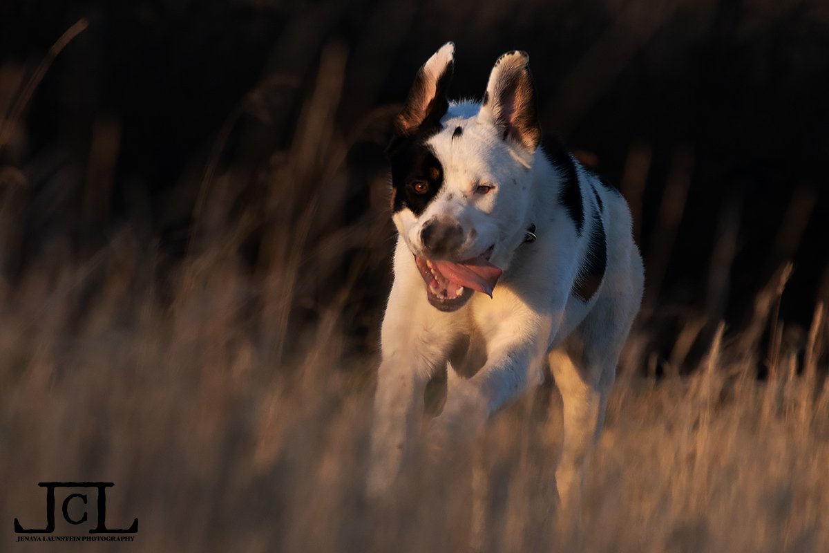 Jenaya Launstein tweet media