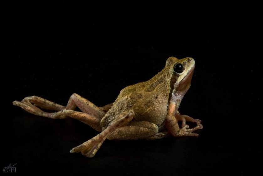 roseromaunt's tweet photo. Parasite of the day is Ribeiroia ondatrae, the frog-mutating flatworm. These parasitic worms are known for causing additional, missing or malformed limbs in their host frogs. Theories of why this occurs include growth factors released by the flatworm and cercariae at the limb bud https://t.co/wcGGEuRB9N