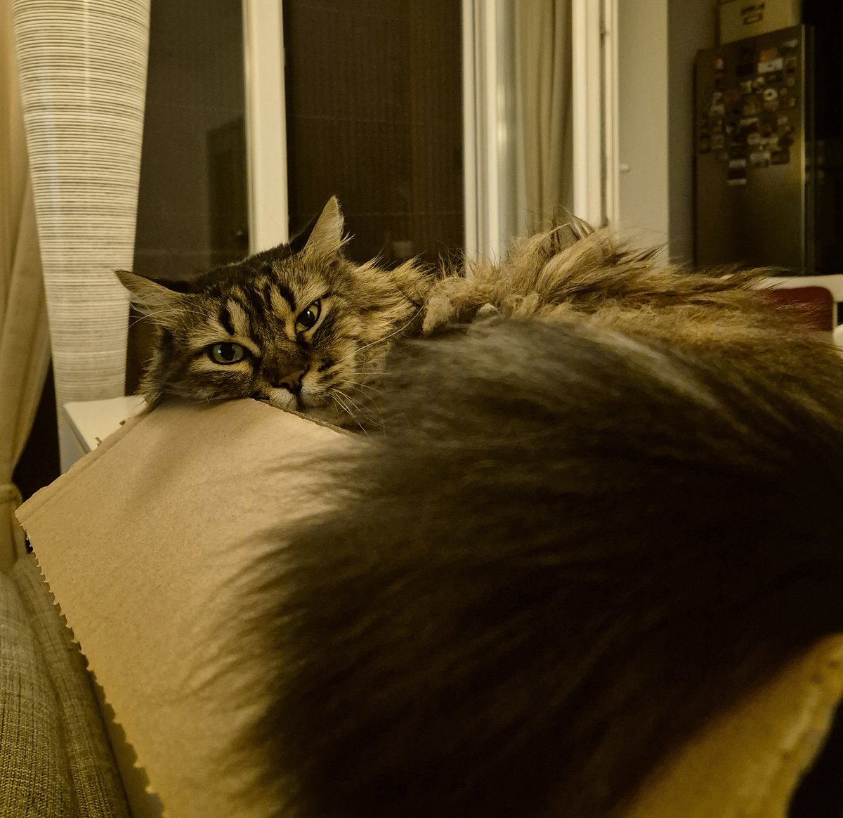 Ludo mače! If it fits I sits 😅🥰