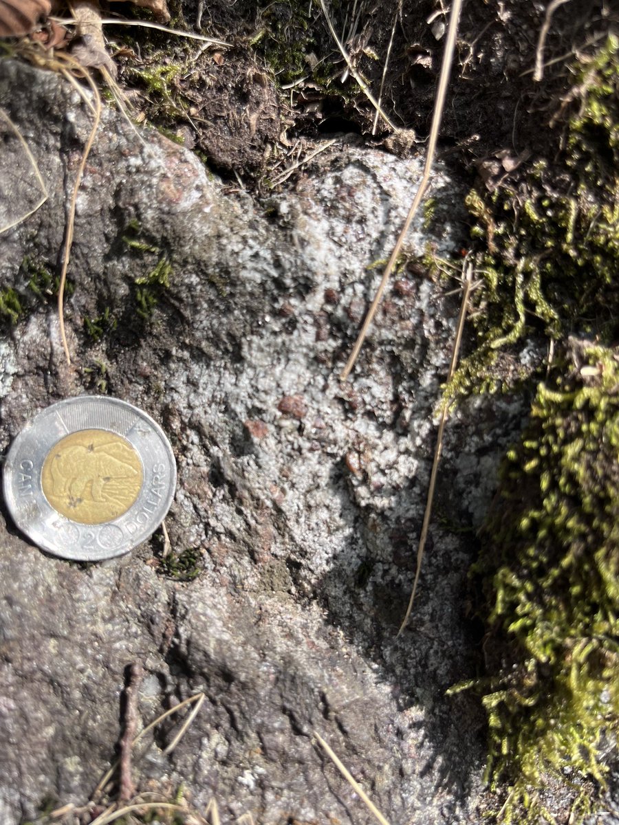 Day 1 of the Granulites and Granulites 2024 pre-con excursion to Val Strona. Found some structures amongst the partial melt stuff and many debates about ages were had. #geologizinglikeamoho