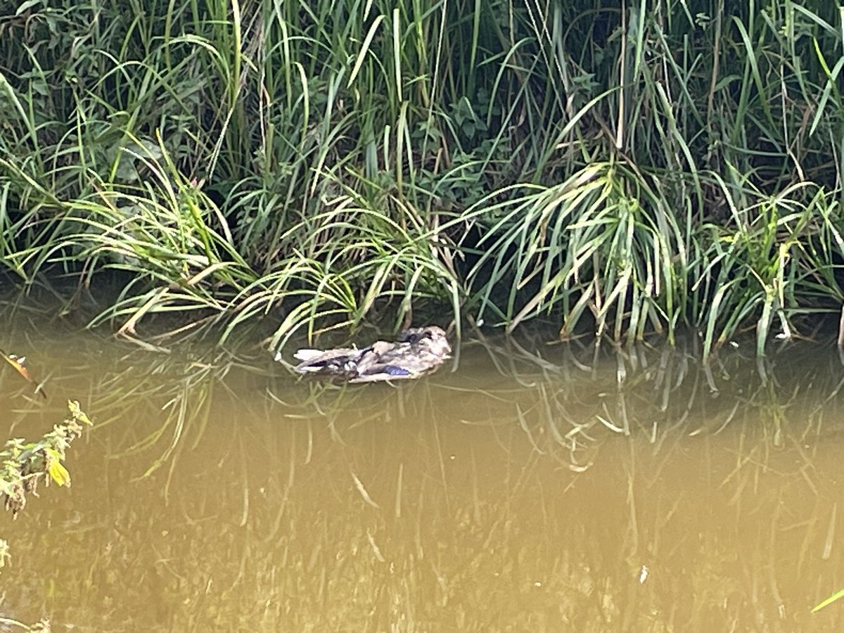 Edwin Bijl tweet media