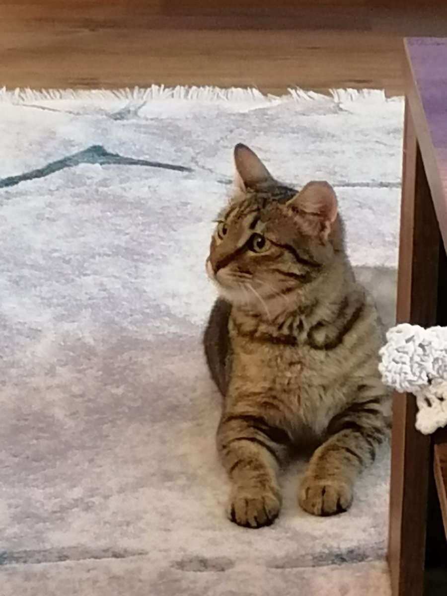 16 Temmuz da Konyayolunda yaralı bulduğumuz Hera'mız artık evinde. Bu süreçte yardımlarını eksik etmeyen başta <a href="/mansuryavas06/">Mansur Yavaş</a>  ile <a href="/mustafa06499470/">mustafa ünsal</a> , <a href="/mustafaasenerr/">Mustafa Şener</a> ve Sincan  <a href="/ankarabbld/">Ankara Büyükşehir</a> Sokak Hayvanları Geçici Bakım Ve Rehabilitasyon Merkezi çalışanlarına sonsuz teşekkürler...