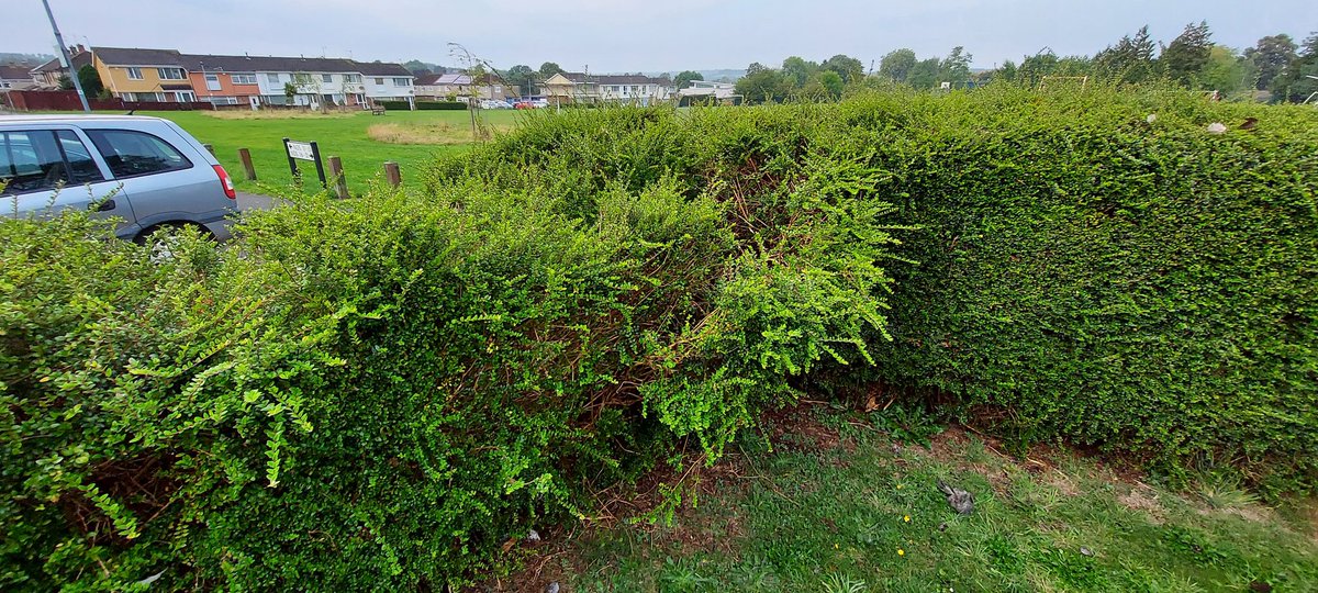 MGSHPSLRS's tweet photo. Can anyone let me know if these holes and hedge damage are caused by foxes? If not are tgere any other suggestions.  @RSPCA_official https://t.co/ERD7IzzSbb
