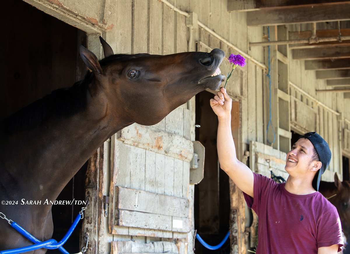 SarahKAndrew's tweet photo. With the help of Ösvïn Águilar, Immersive examines a flower from her victory blanket the morning after winning the GI Spinaway Stakes. The floral blankets are designed by @susanspouts https://t.co/JhkSOBCuLU