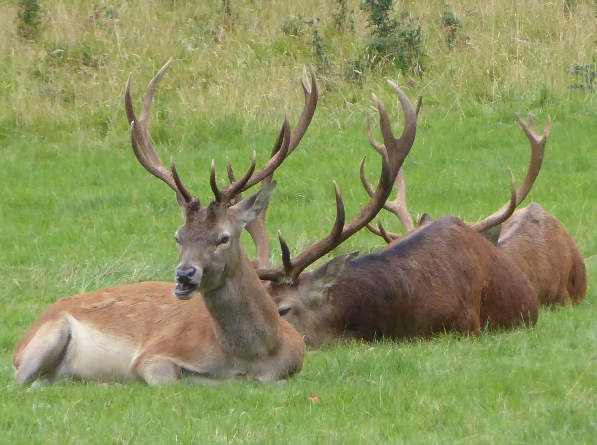 Studley Royal deer park today using <a href="/DalesBus/">DalesBus</a> <a href="/EYBuses/">East Yorkshire</a> 822 Pocklington-Grassington service.