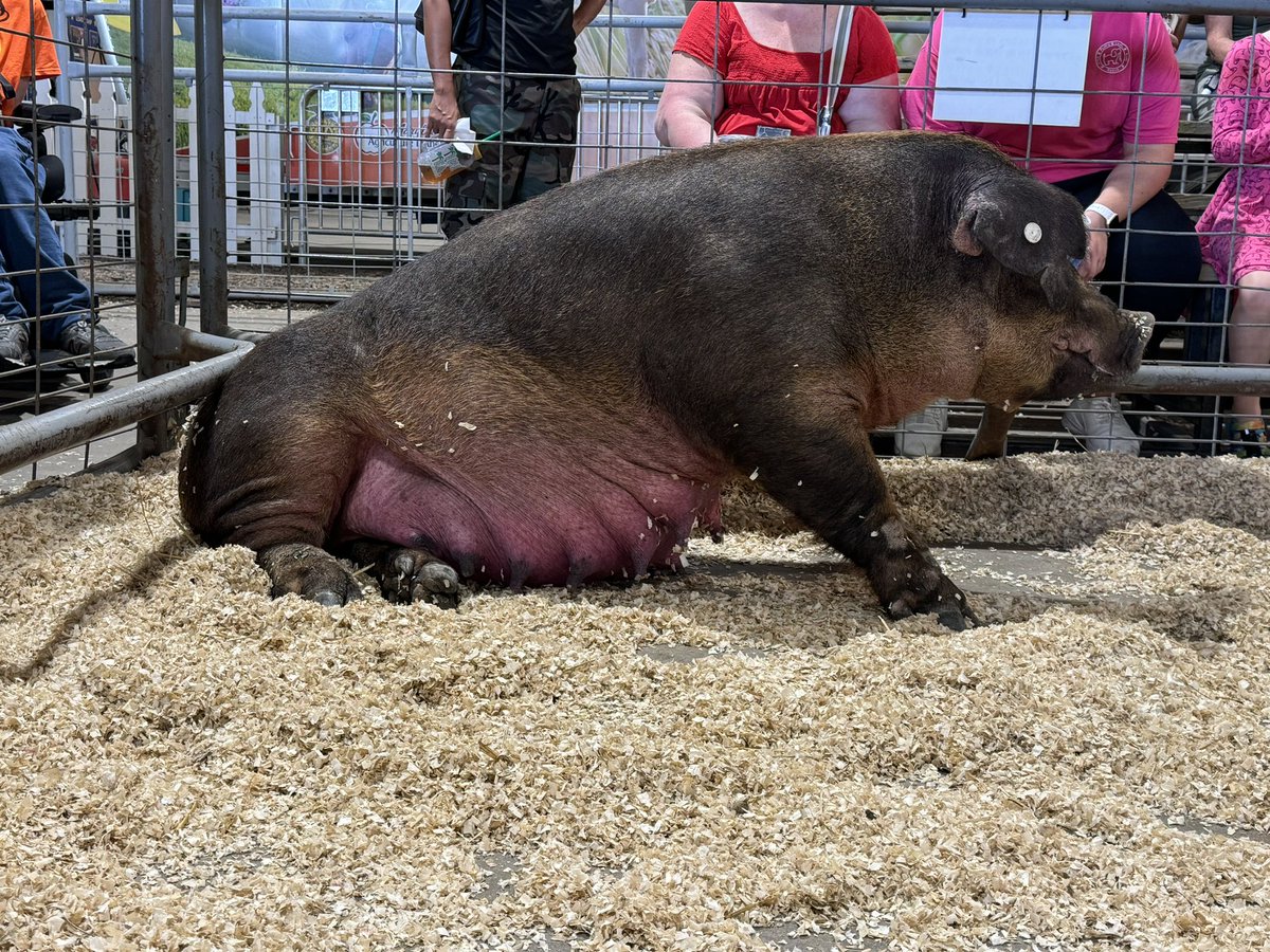 BirthsFair's tweet photo. Mama pig’s water broke! https://t.co/yVW43bMOpb