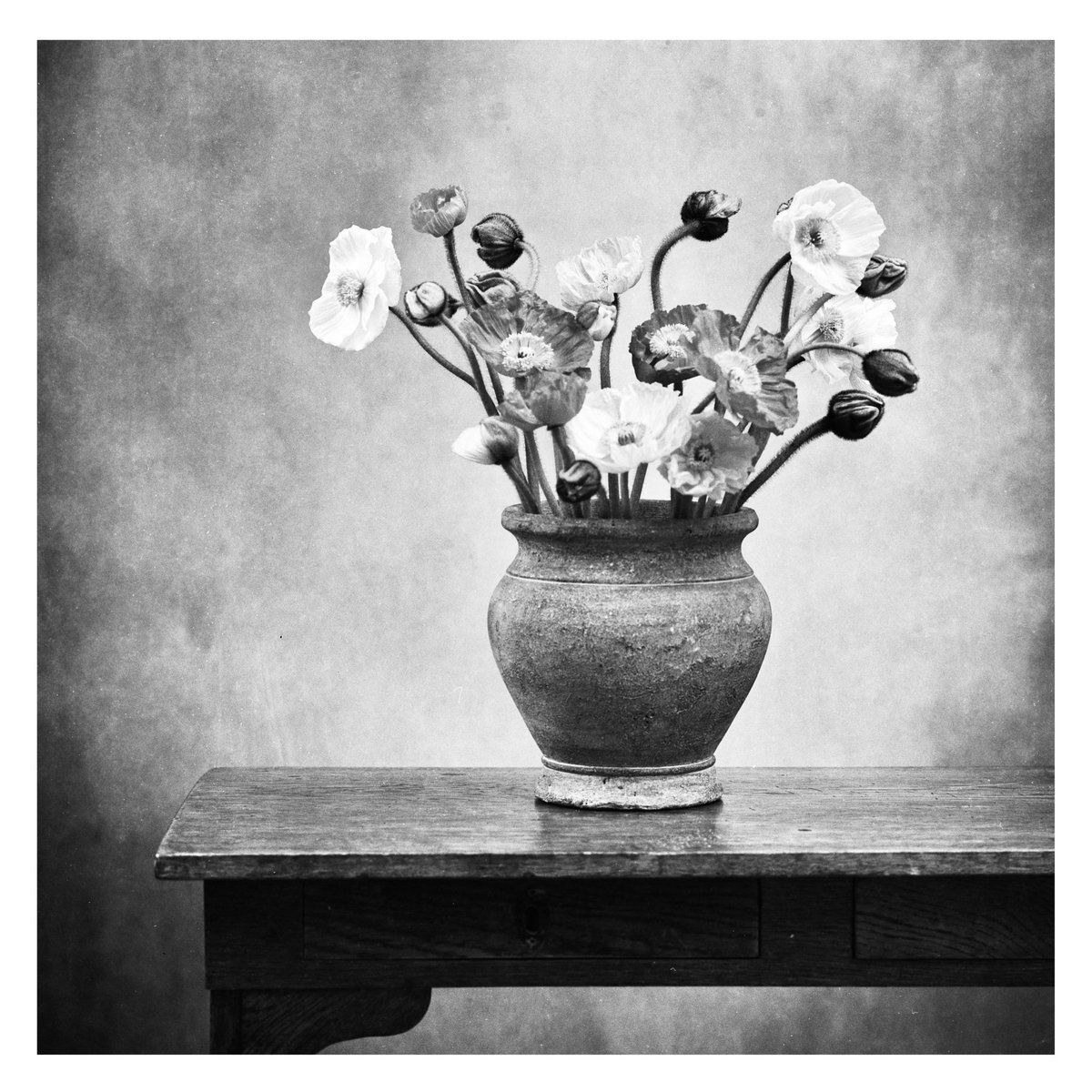Iceland Poppies captured on medium format Ilford PanF 50 Plus film with Hasselblad 500 C/M &amp; Zeiss 150mm f4 lens
#ilfordphoto #fridayfavourites #themefree 
#photography #blackandwhitephotography #bnw #bnwphotography #monochrome
#filmphotography #mediumformat
#Hasselblad #wallart