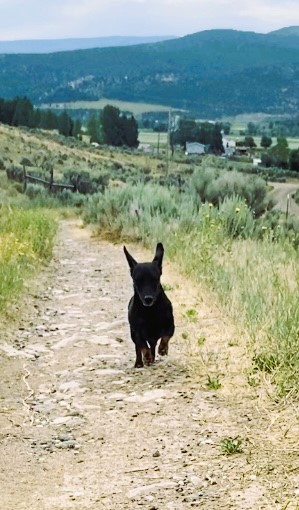 Happy Dog, Happy Dog 😍