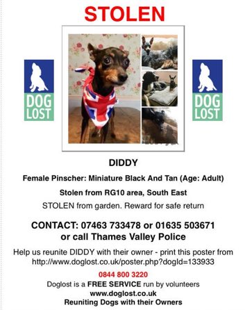 LisaClareRead2's tweet photo. Diddy is still missing after 6 years π’ She was stolen on 31st August 2018 from her garden in the #HareHatch area of #Berkshire Have you seen her? Please help get her home where she belongs πππΎ #Stolendoghour #findourDiddy #dogs #minaturepinscher #RG10 #SouthEast https://t.co/w0x0Tq9ASZ