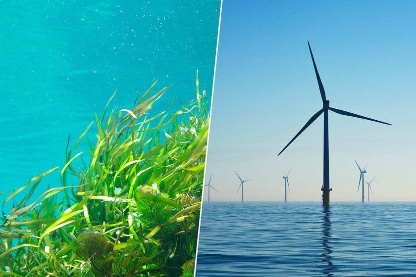 En Países Bajos, los parques eólicos instalados medio del mar sirven para algo más: cultivar algas dlvr.it/TCgMf6