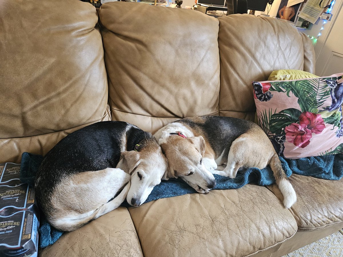 Alienore's tweet image. Happy second Gotcha Day Dave Beagle!