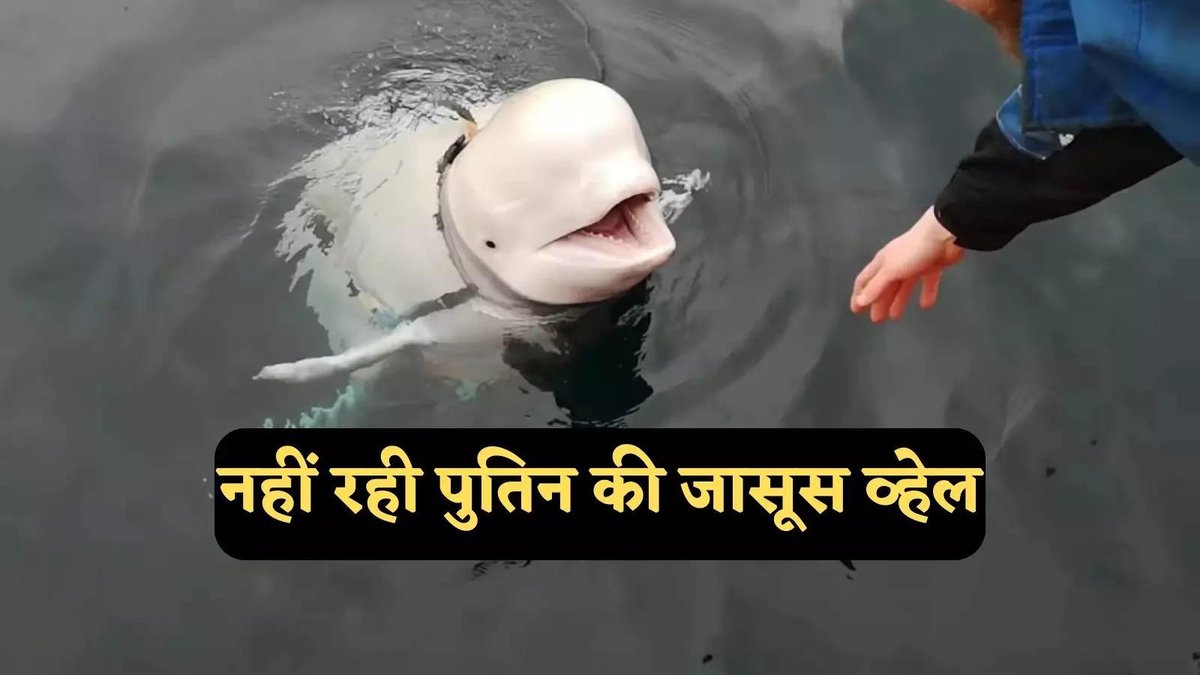 AmareshRajput's tweet photo. नॉर्वे में मरी हुई मिली रूस की जासूस बेलुगा व्हेल ह्वाल्डिमि���, पुतिन को बहुत बड़ा झटका! https://t.co/w0aeSgljsE https://t.co/a12GdVdI6j