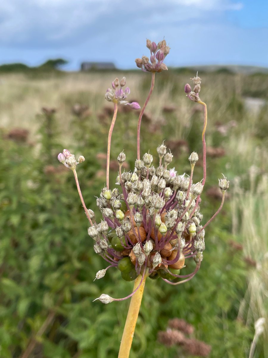 The improbable Babington’s Leek (Allium ampeloprasum babingtonii) almost 2m tall at Gwithien Towans, Cornwall - a British (including Channel Is) endemic. Hard to miss! #wildflowerhour