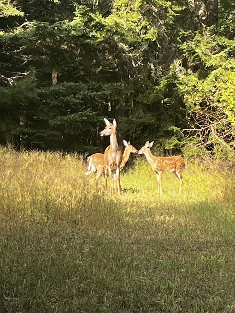 ASHombert's tweet photo. Beautiful companions for a few days cool down time. Welcome to #Maine https://t.co/AFYu9RCGVB