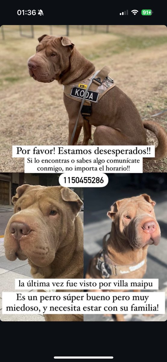 Florchus_F's tweet photo. Busqueda desesperada, por favor difundir!!! Necesitamos que nuestro bebe vuelva con su familia. Lo extrañamos mucho. Debe estar muy asustado. #koda #perroperdido #perros #PERDIDO #sanmartin #villamaipu #villamartelli #perritos #perrosalrescate #perro https://t.co/UKK7SSVGcm