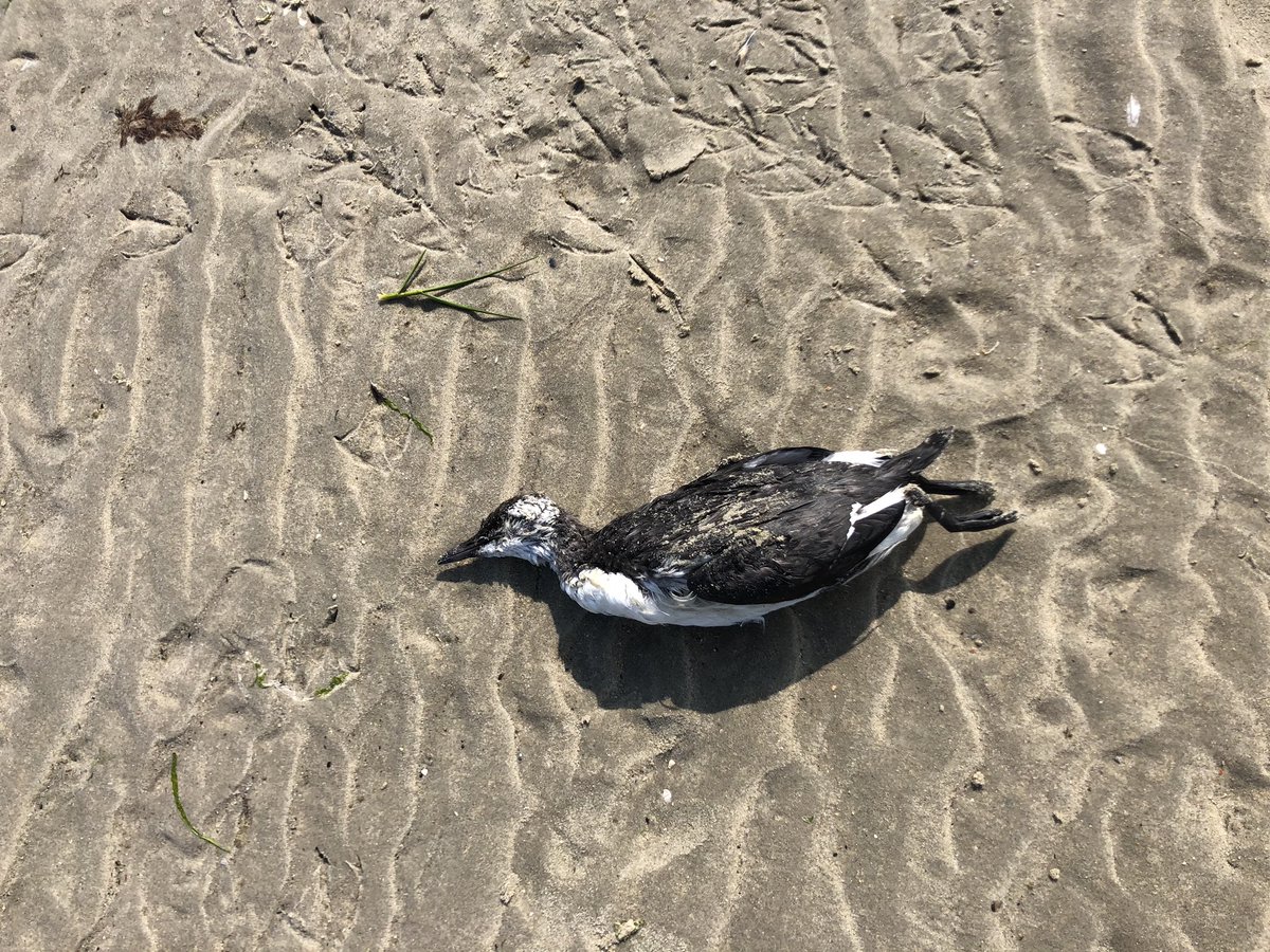 Naast gelukkig tienduizenden levende (en luidruchtige) vogels treffen we op #Richel soms ook dode vogels aan. Deze week vooral wat meeuwen en vanavond deze zeekoet. Jammer, prachtige vogel 😔.