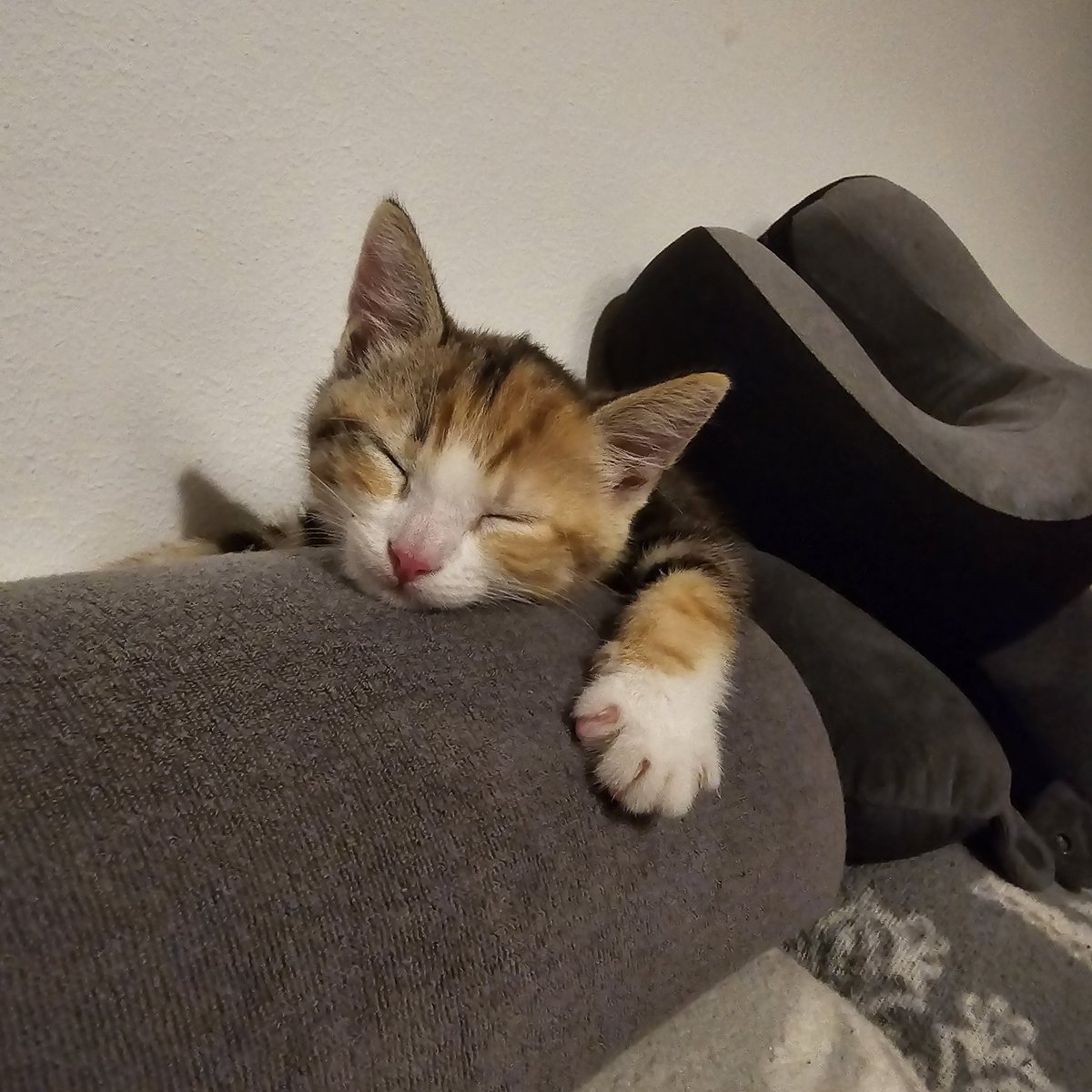 Neuer Mitbewohner 🥰