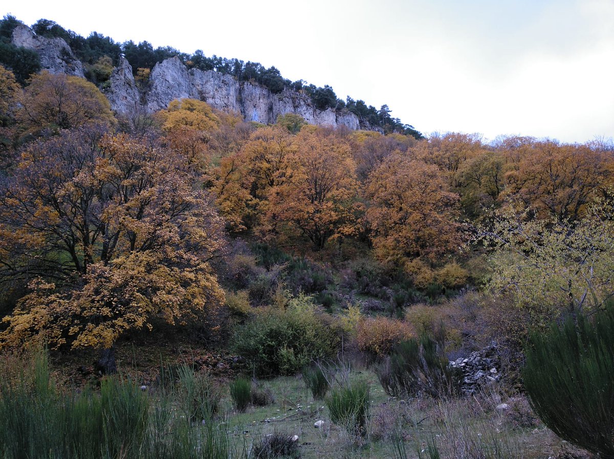 La_Carrasca's tweet image. 🔶 ¡Estamos de vuelta!.
‼️ Como adelanto y para poder organizar una de las actividades, os dejamos el enlace a la información del viaje de fin de semana previsto para final de octubre a la sierra de Segura.
🔗 lacarrascaorg.wordpress.com/2024/09/01/fin…