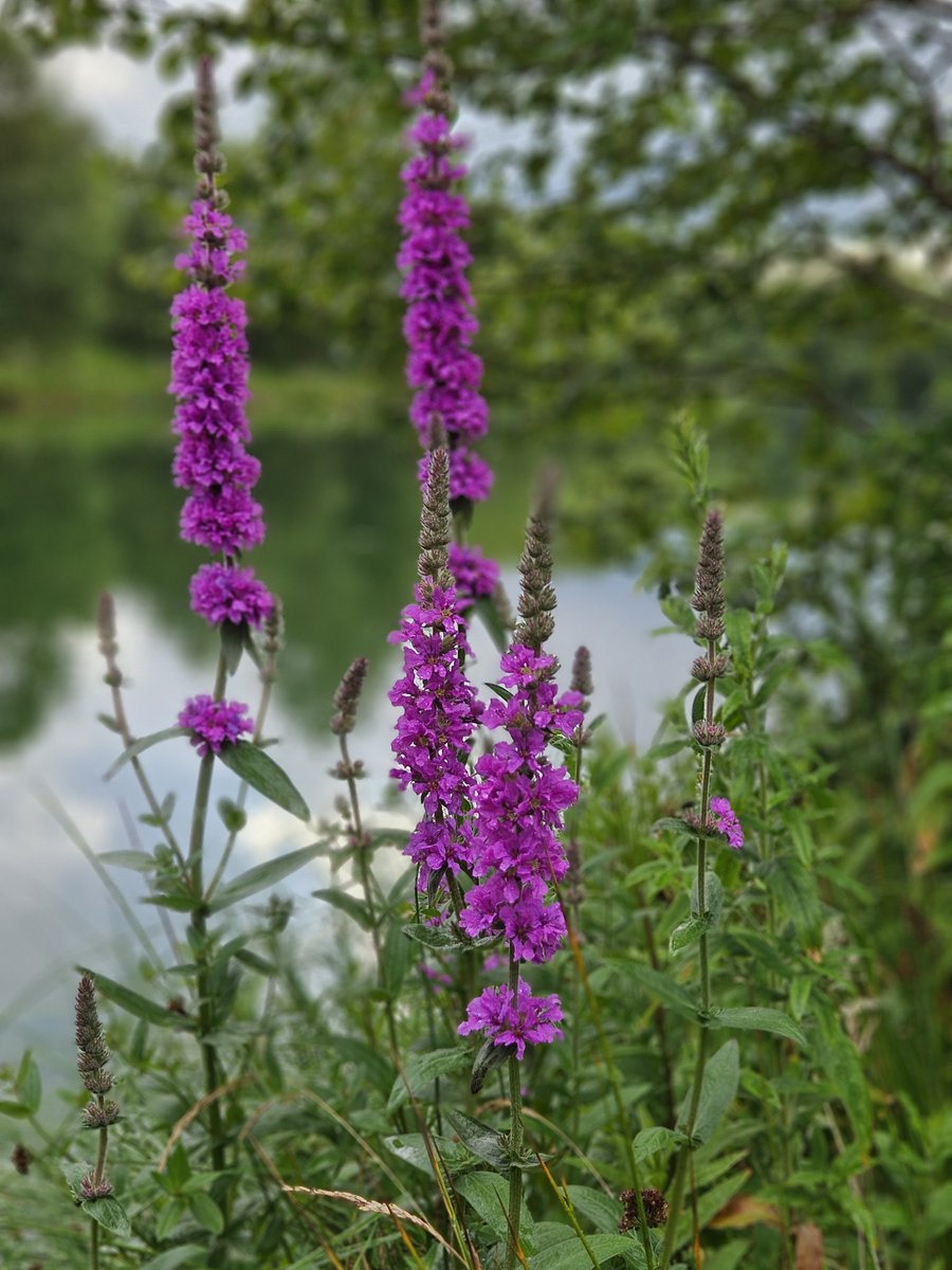#wildflowerhour #Scotland road trip