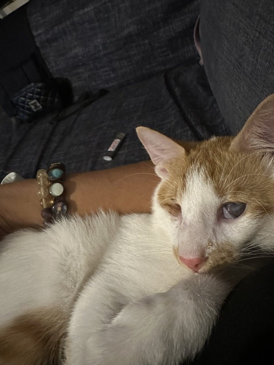 Canım Çocuk bu sabah epilepsi nöbeti geçirdi ilk kez. Dünyanın en masum en zavallı ilgiye sevgiye muhtaç yaratıklarına zulum eden katleden kim varsa allah tez zamanda bildiği gibi yapsın. Ömrümden 5 yıl net gitti. Şimdi bin kat daha kıymetlendi tüm kedi köpekler bana masum onlar