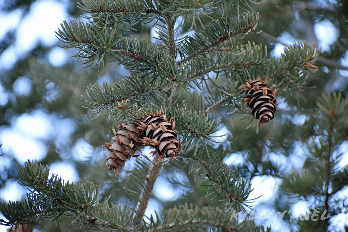 KillNFuel's tweet photo. Douglas fir cones

#pinecone #macrophotography #nature #pine #naturelovers #inthewoods #pineconelove #pineconesfordays #pineconeart #conifercone #scales #bracts #pineneedles #pinetree https://t.co/ZLCLD3jv9k