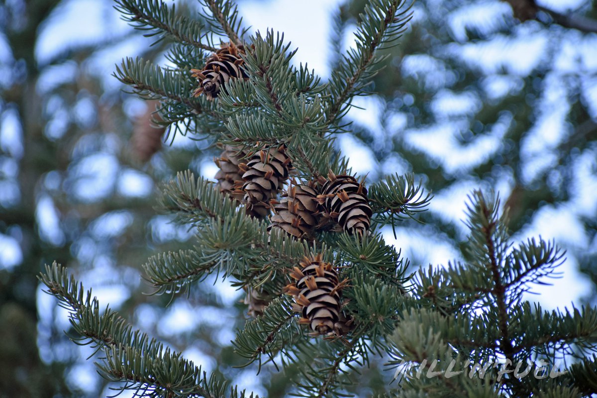 KillNFuel's tweet photo. Douglas fir cones

#pinecone #macrophotography #nature #pine #naturelovers #inthewoods #pineconelove #pineconesfordays #pineconeart #conifercone #scales #bracts #pineneedles #pinetree https://t.co/ZLCLD3jv9k