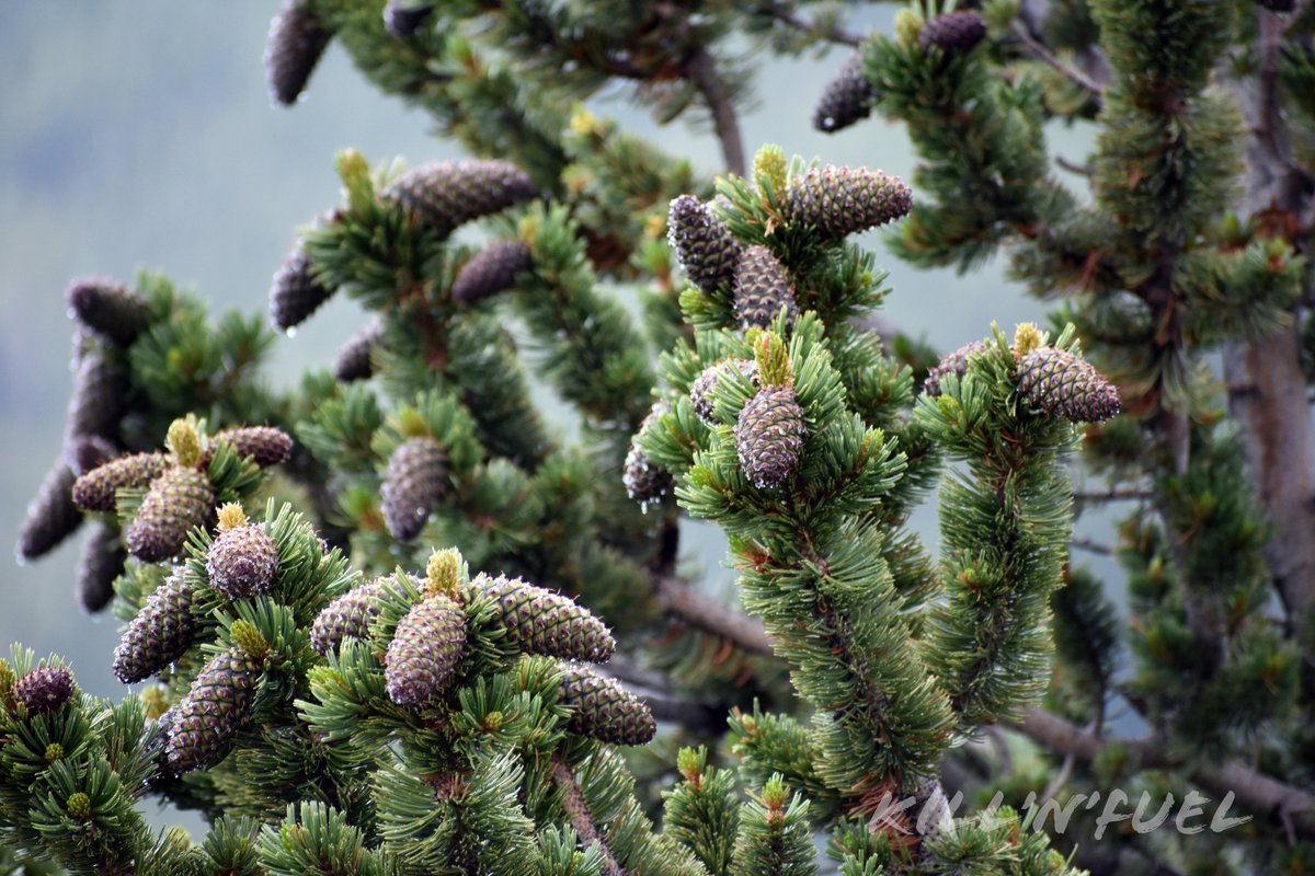 KillNFuel's tweet photo. sometimes I get a little sappy

#pinecone #macrophotography #nature #pine #naturelovers #inthewoods #pineconelove #pineconesfordays #pineconeart #conifercone #scales #bracts #frost #pineneedles #pine https://t.co/ktLesAYQJL