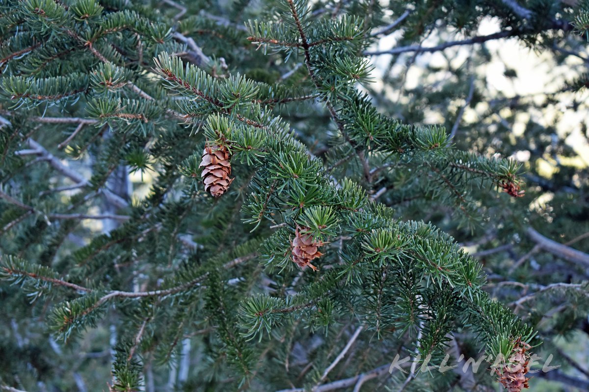 KillNFuel's tweet photo. In the pines

#pinecone #macrophotography #nature #pine #naturelovers #inthewoods #pineconelove #pineconesfordays #pineconeart #conifercone #scales #bracts #pineneedles #pine #branches https://t.co/Q5okoO2UHG