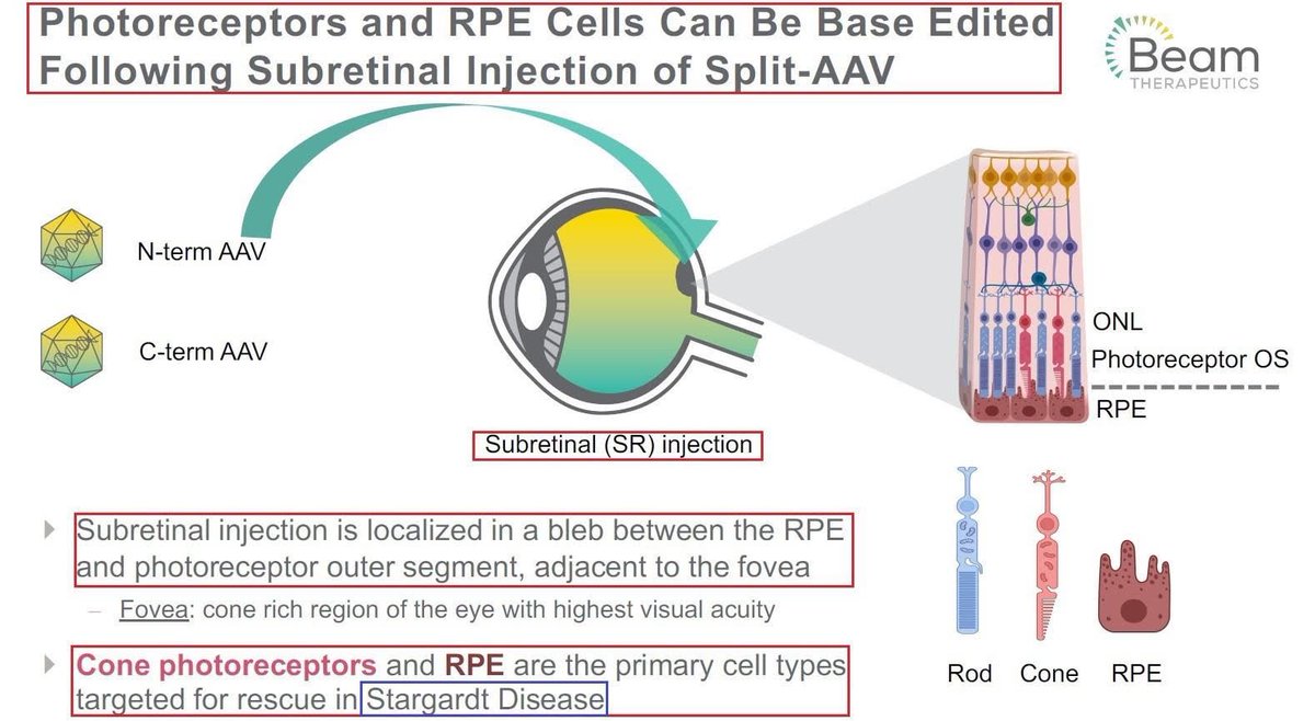 Yair Einhorn (@yaireinhorn) on Twitter photo <a href="/editasmed/">Editas Medicine</a> <a href="/davidrliu/">David R. Liu</a> 11/The most advanced Base editing research in IRDs is <a href="/BeamTx/">Beam Therapeutics</a> first ever use made with In Vivo Base editing technology to correct a gene mutation which causes Stargardt disease - an inherited retinal disease. $BEAM has presented its promising pre-clinical data in #ASGCT2023. $XBI <a href="/editasmed/">Editas Medicine</a> <a href="/davidrliu/">David R. Liu</a> 11/The most advanced Base editing research in IRDs is <a href="/BeamTx/">Beam Therapeutics</a> first ever use made with In Vivo Base editing technology to correct a gene mutation which causes Stargardt disease - an inherited retinal disease. $BEAM has presented its promising pre-clinical data in #ASGCT2023. $XBI