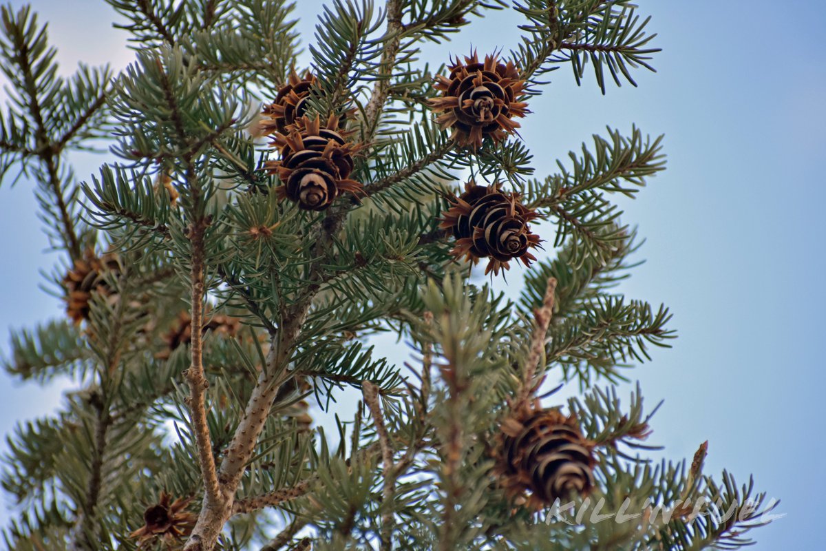 KillNFuel's tweet photo. Aggressively Spikey

#pinecone #macrophotography #nature #pine #naturelovers #inthewoods #pineconelove #pineconesfordays #pineconeart #conifercone #scales #bracts #pineneedles #pine #tree #branch https://t.co/5rUtwY0oM2