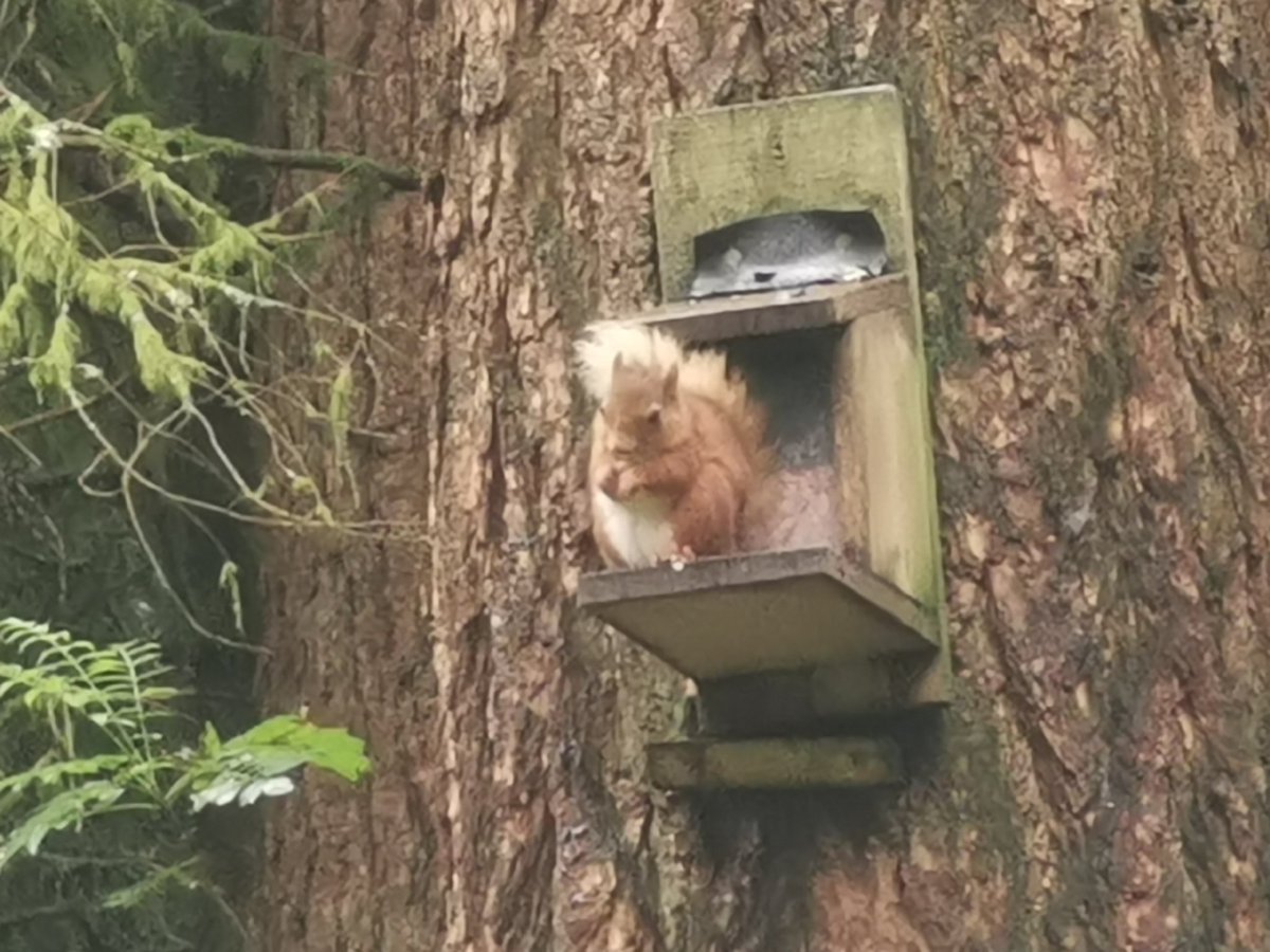 intrepidjanner's tweet image. Amazing trip to Scotland this summer and wildlife spotting with the family. These are just a few pics (otter in 1st). Plus golden eagles, osprey, reed deer and seals