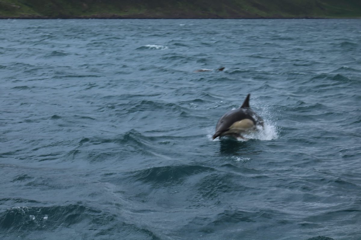 intrepidjanner's tweet image. Amazing trip to Scotland this summer and wildlife spotting with the family. These are just a few pics (otter in 1st). Plus golden eagles, osprey, reed deer and seals