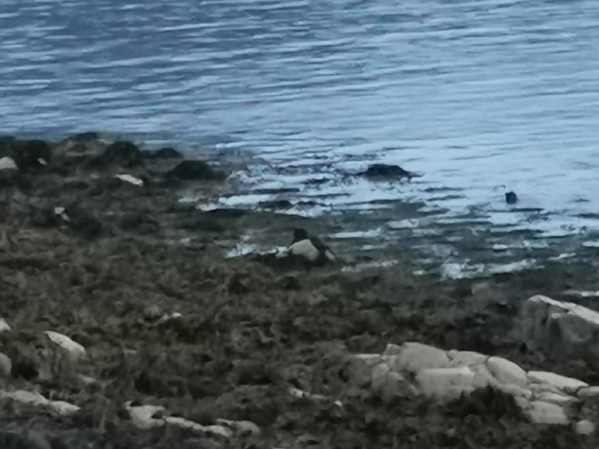 intrepidjanner's tweet image. Amazing trip to Scotland this summer and wildlife spotting with the family. These are just a few pics (otter in 1st). Plus golden eagles, osprey, reed deer and seals
